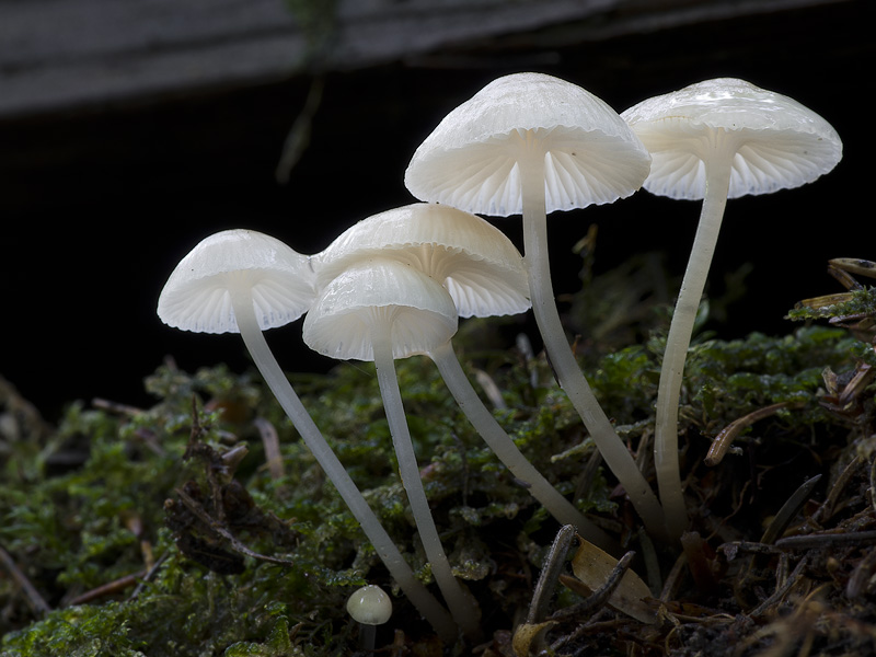 Mycena laevigata